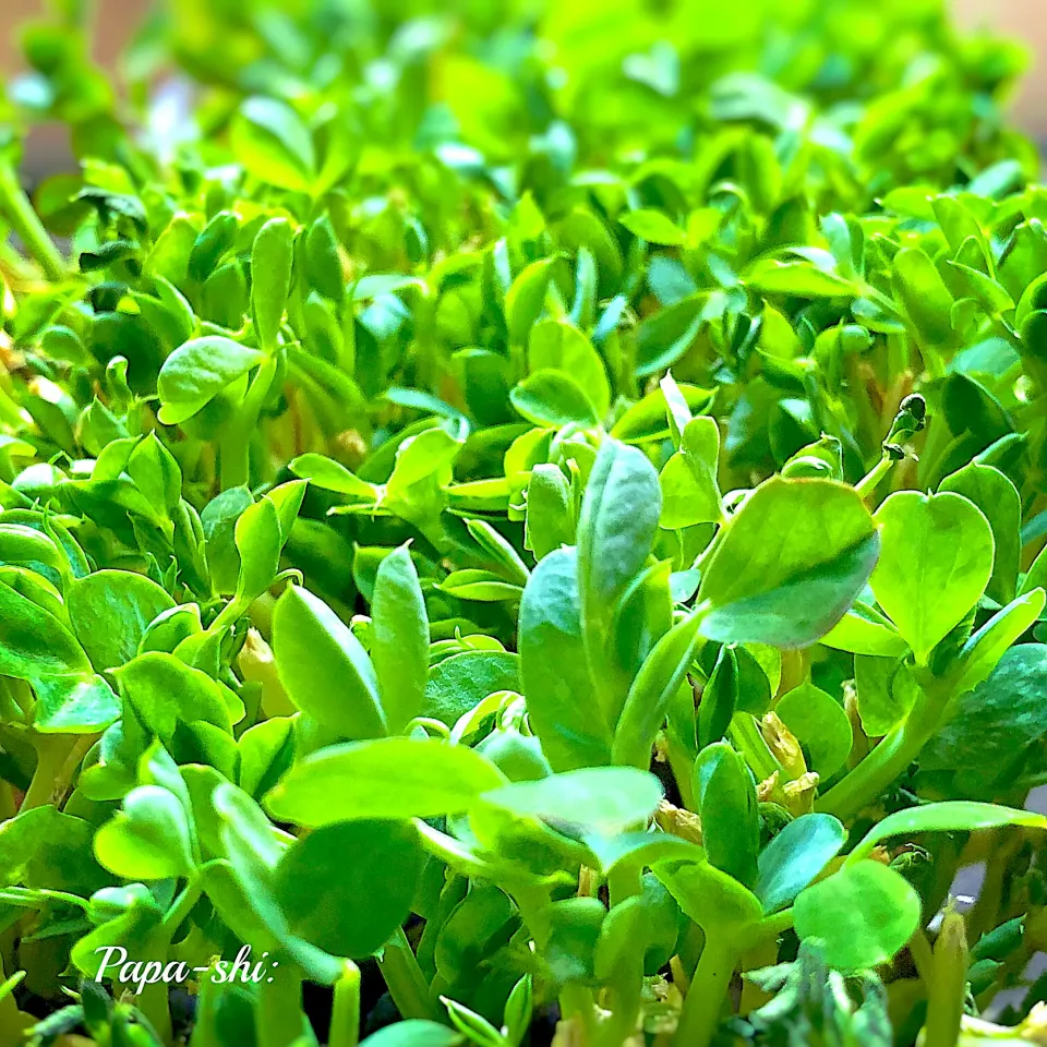 豆苗第二世代🌱|パパ氏さん