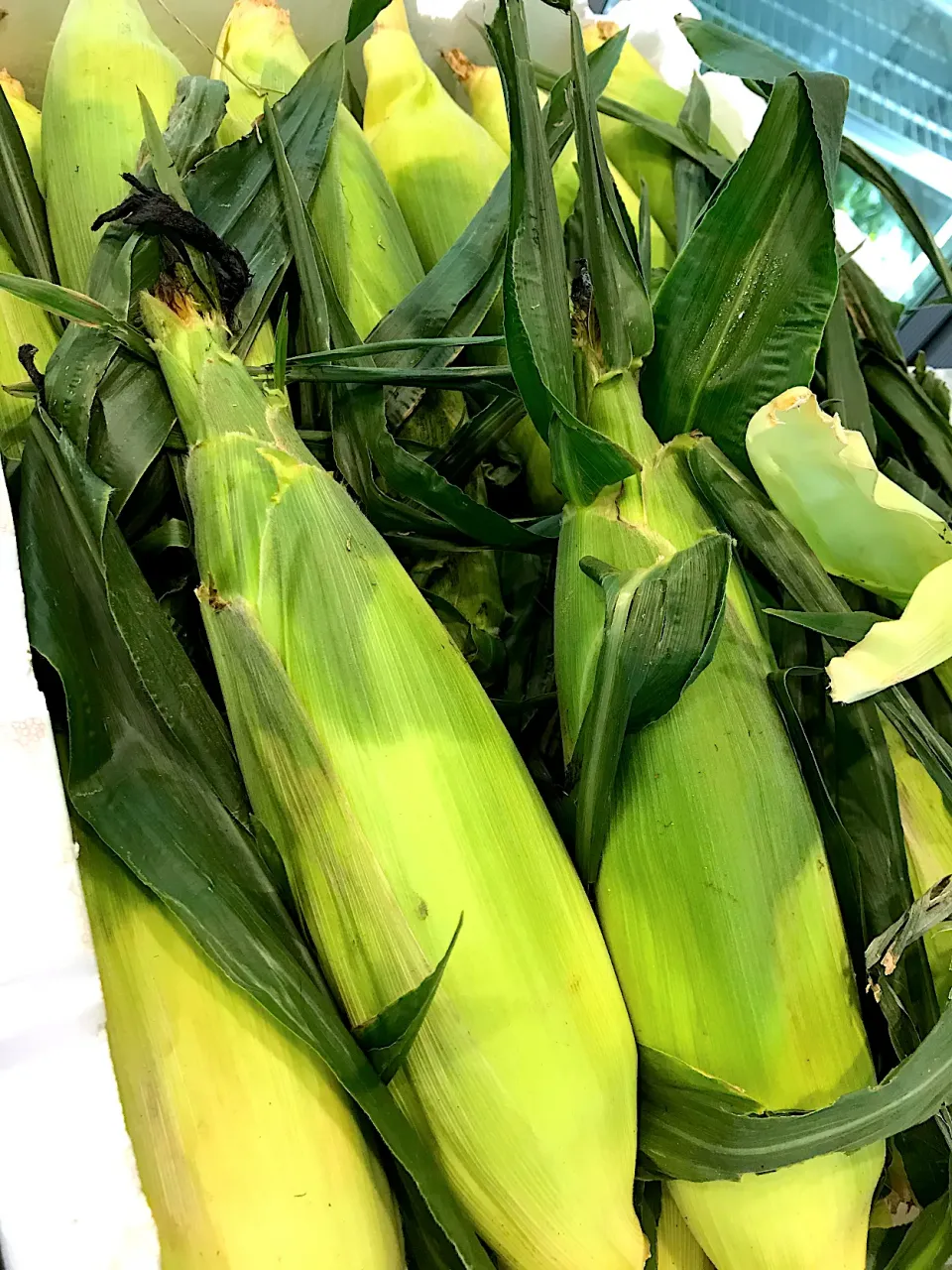 organic sweetcorn|hweeyhさん