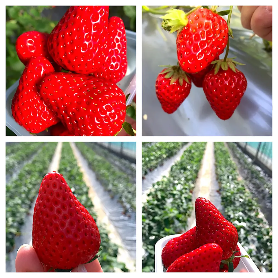 シュトママと貸し切りイチゴ狩り🍓🍓|🌺🌺Foodie🌺🌺さん