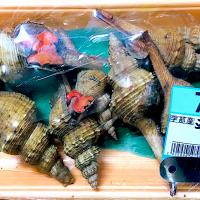 スーパーで発見‼〜夜泣き貝❗️おぉぉぉぉ️！(´⊙ω⊙`)