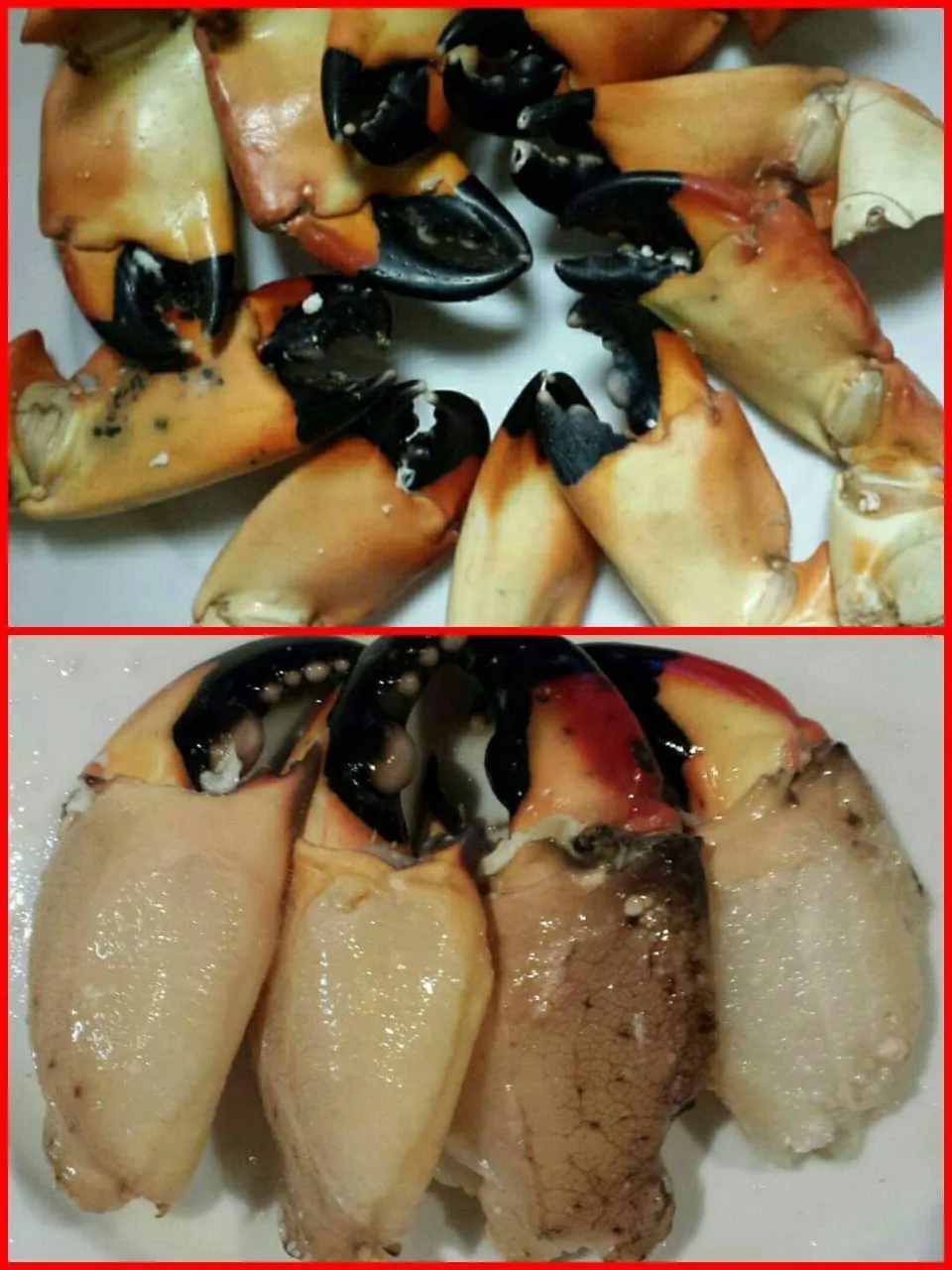 stone crab|steven z.y.さん