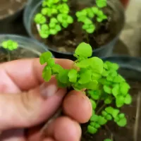 micro basil|andrescancun94さん