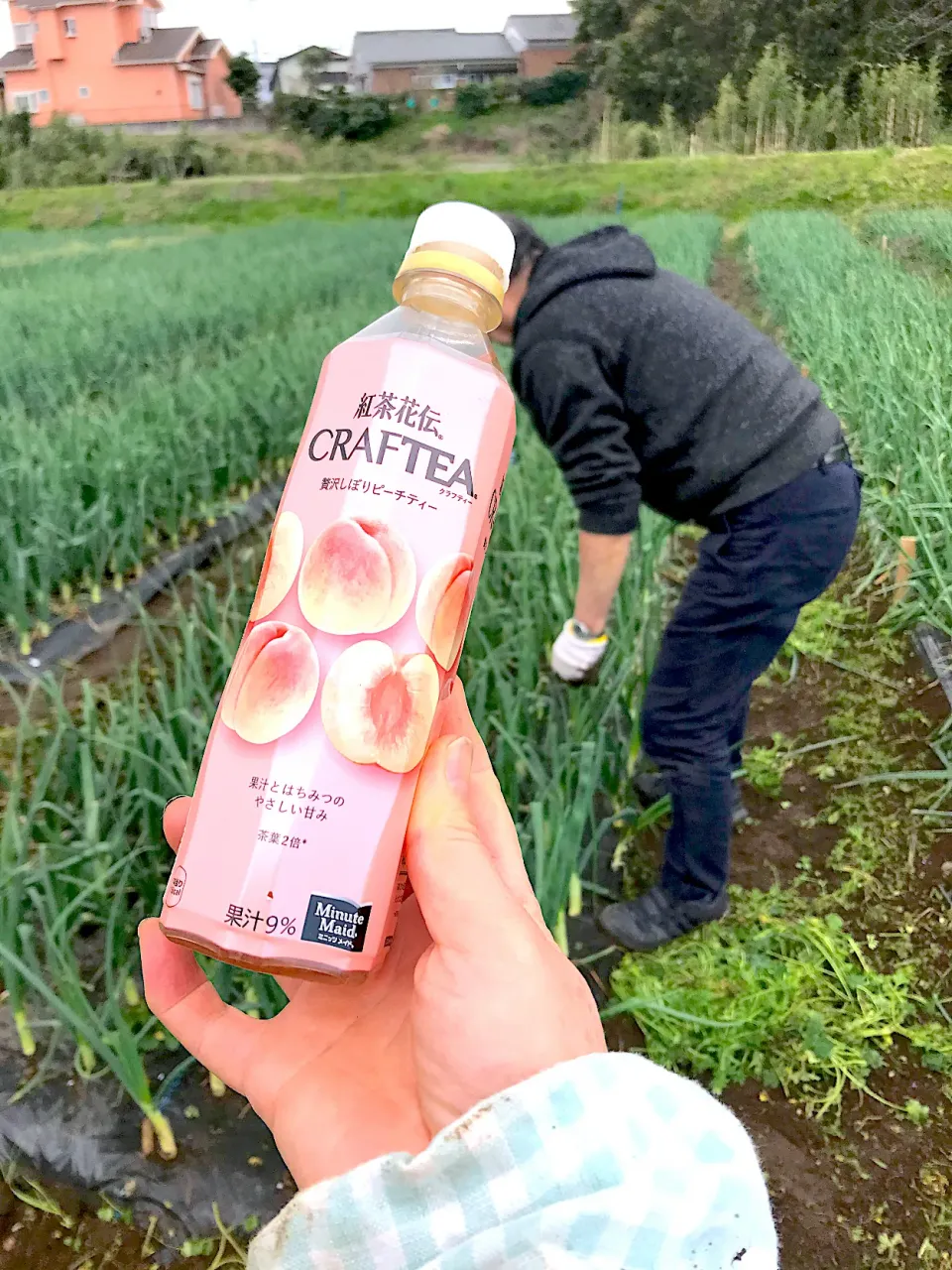 玉ねぎ畑の草取り、水分補給は紅茶花伝　クラフティーピーチティー🍑|シュトママさん