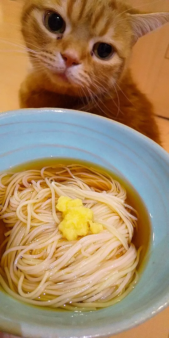 ケンミンショーでみた三輪素麺|さくらんぼさん