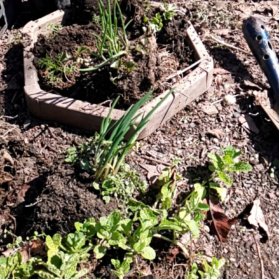 山の恵み♪天然キッチンハーブ鉢植え作り♪|miyuki🌱さん