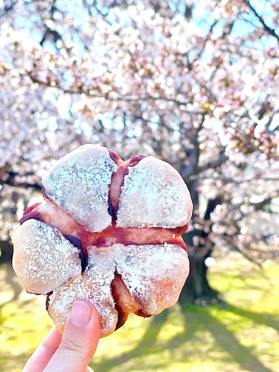 Snapdishの料理写真:♯873 桜あんぱん♪|asuu*さん