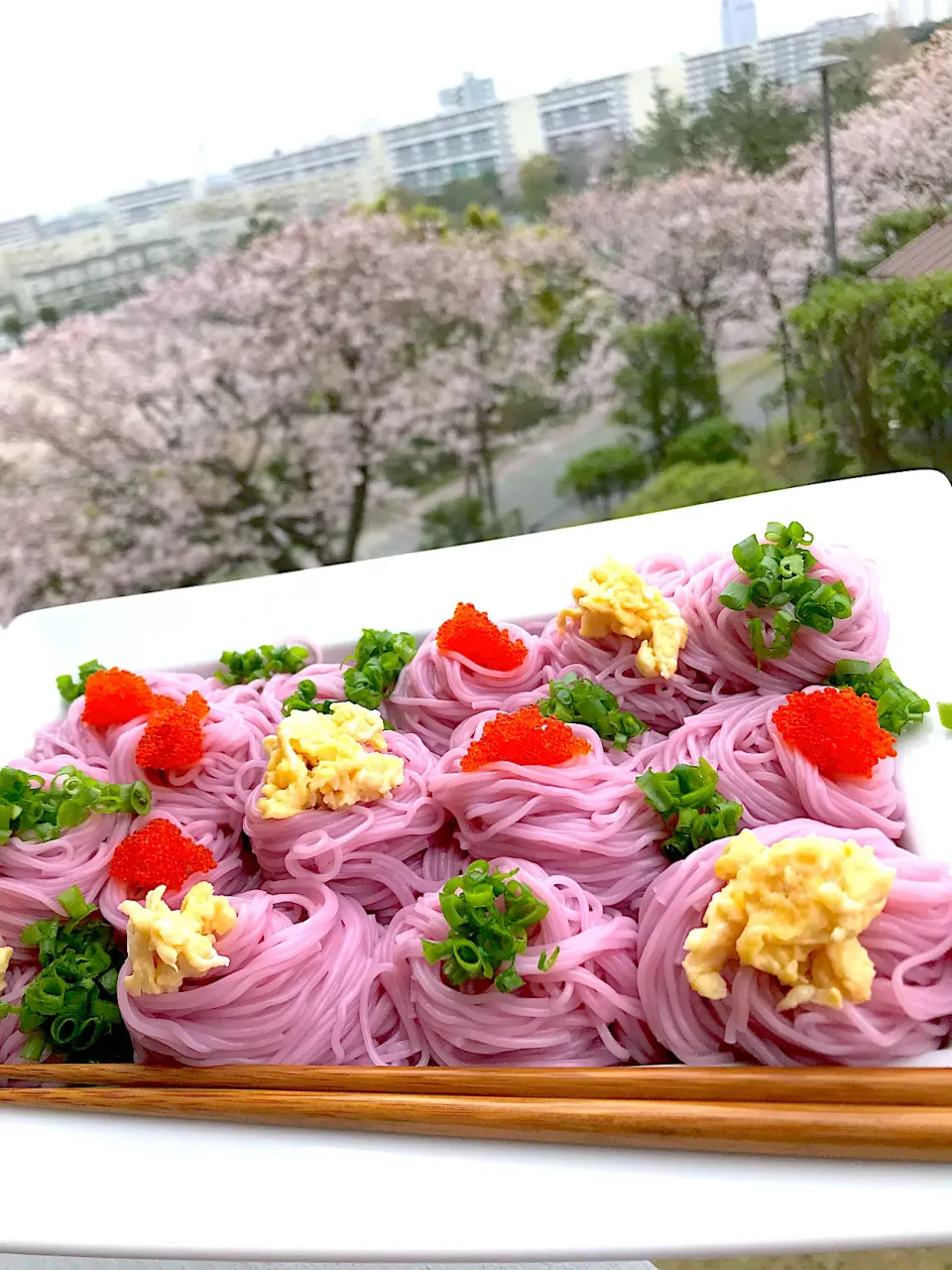 満開の桜と桜色手延べ素麺実は紫蘇|シュトママさん