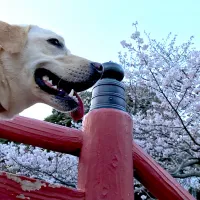 |たまごさん