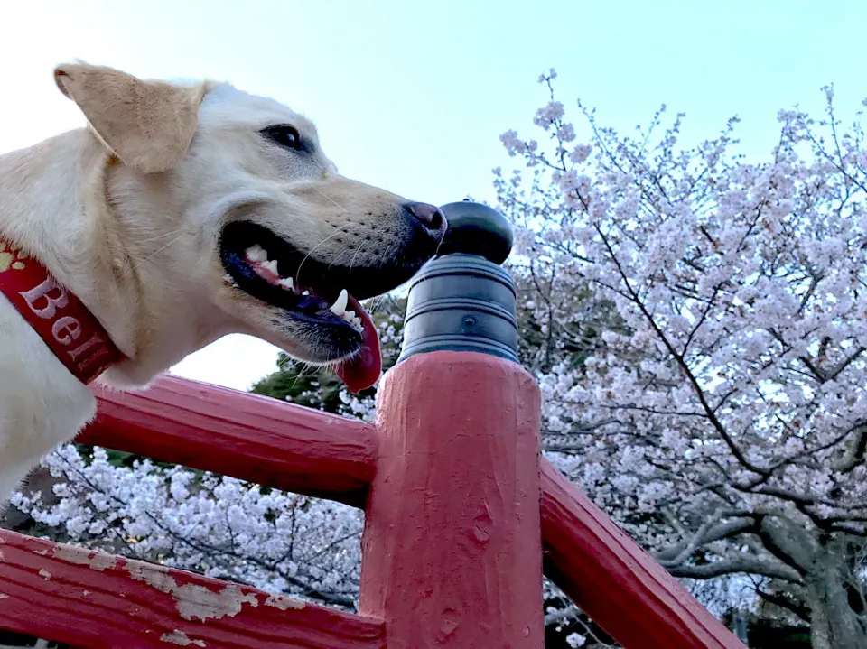 |たまごさん