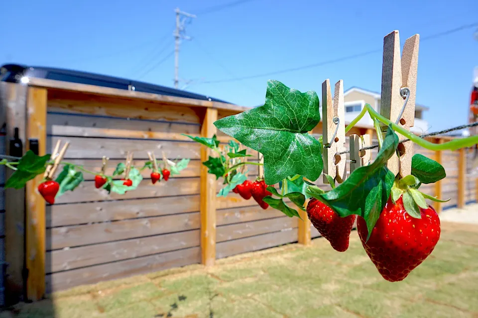 おうちいちご狩り🍓|Sugarさん