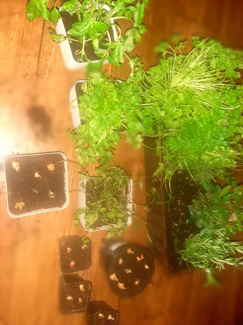 our little private herb garden|Momoさん