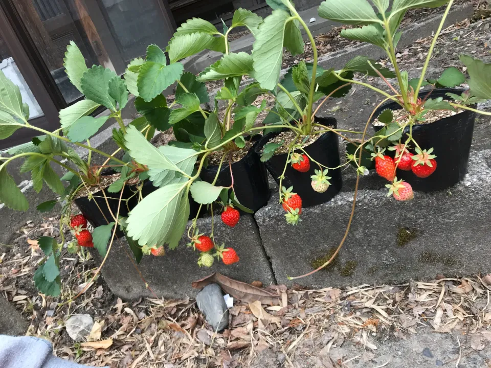 いちご🍓の苗ポット頂きました🤗|あやちゃんママさん