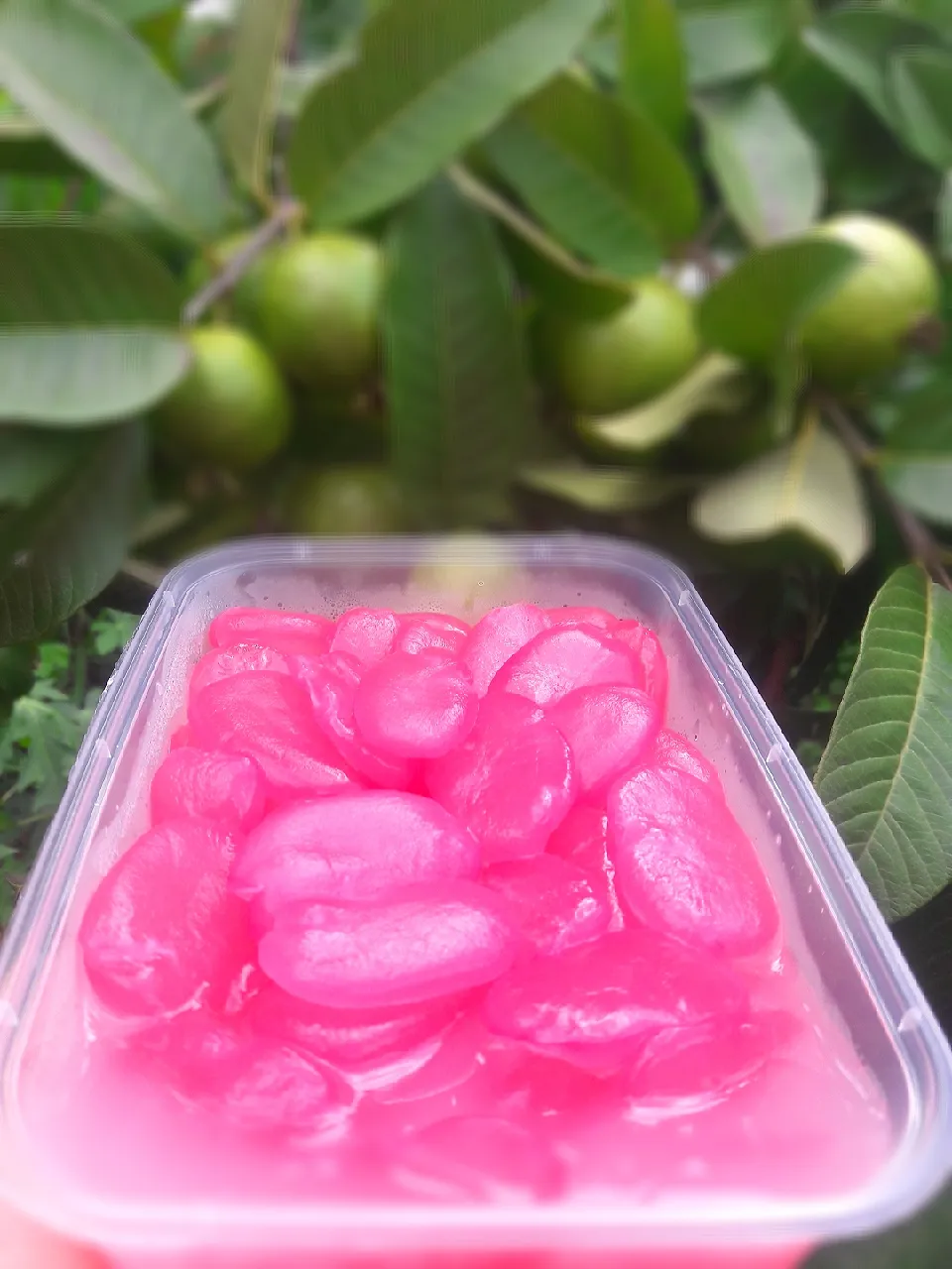 Snapdishの料理写真:manisan kolang kaling jambu|aufarさん