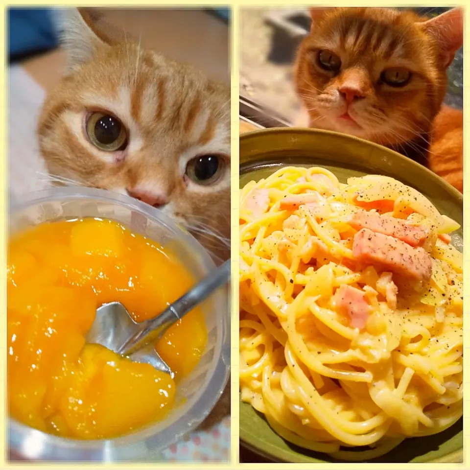 Snapdishの料理写真:きいろのランチ(ФωФ)
牛乳のカルボナーラ🍝
シャトレーゼのマンゴープリン💛|さくらんぼさん