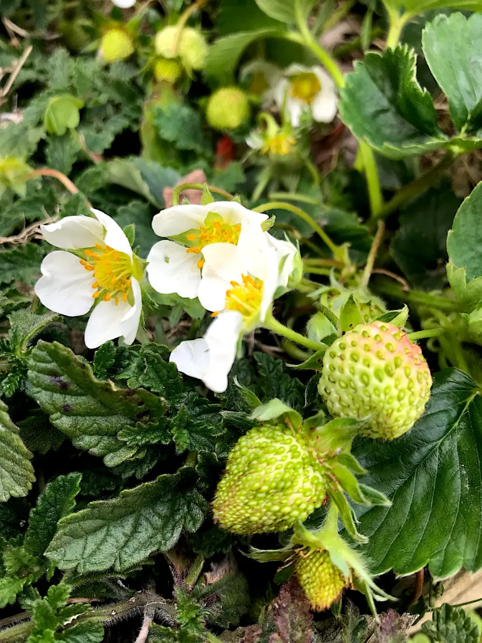 Born to be red Strawberry 🍓 🍓🍓😋|Porr Ishidaさん