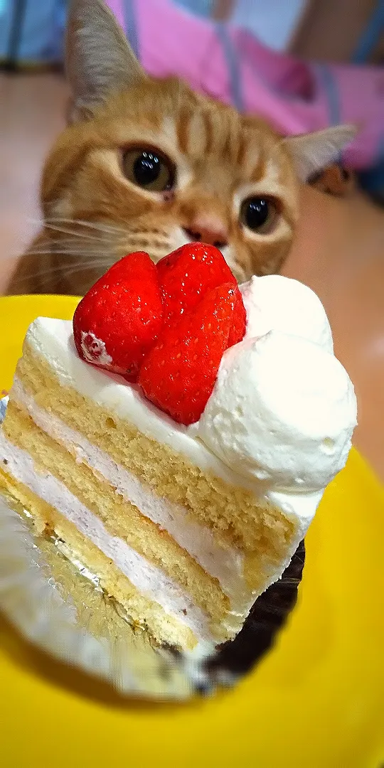 Snapdishの料理写真:甘い香りに誘われて😻
小松マルフジさんの🍓ケーキ|さくらんぼさん