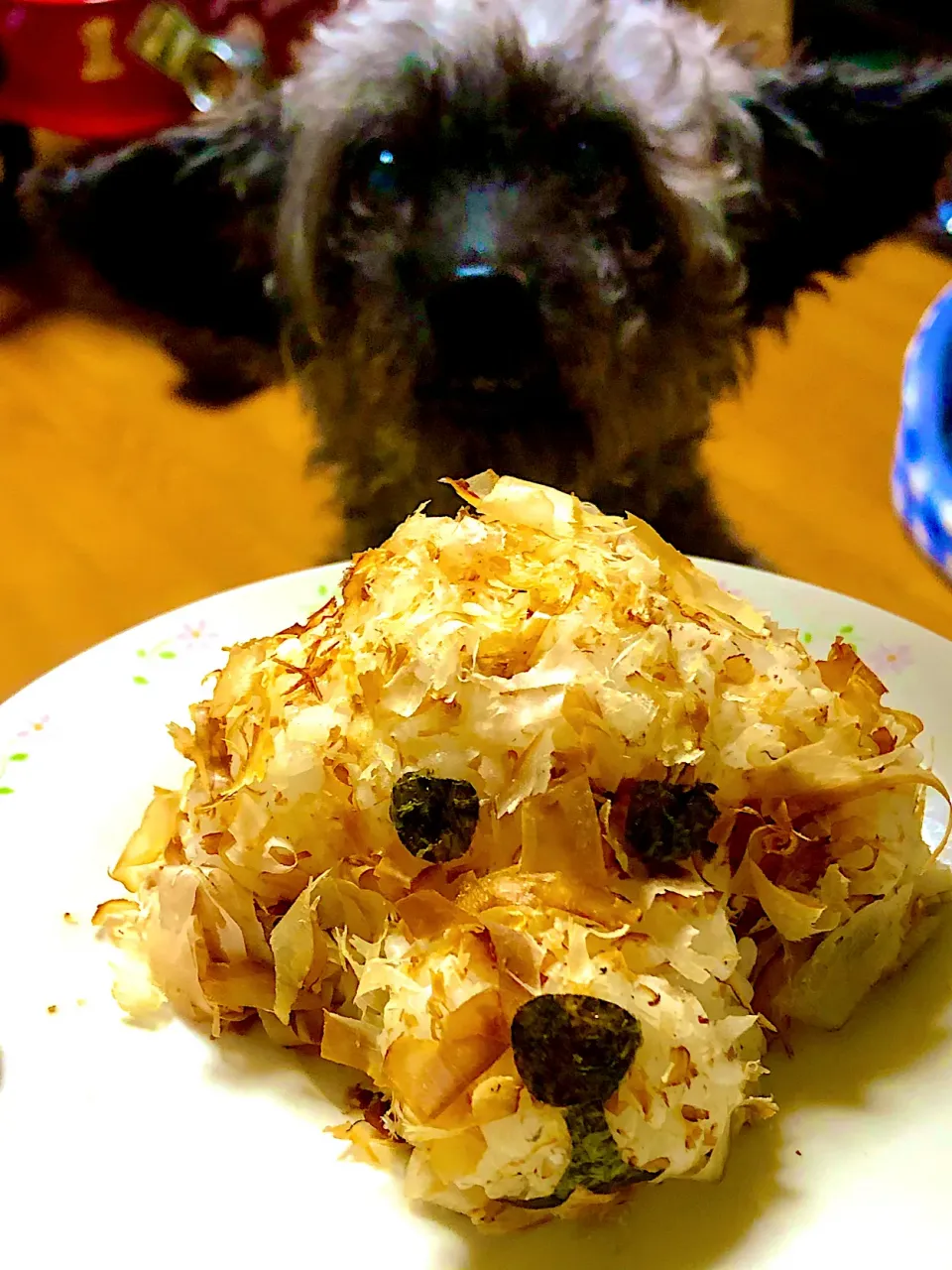 うちのは、シュナプー黒だけど、、おかかのオニギリ( っ ˙-˙  )っ🍙 #おにぎりの日|sudachiさん