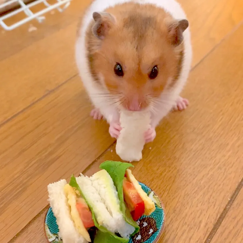 ハムちゃん🐹のミニミニ野菜サンド❤︎|chikoさん