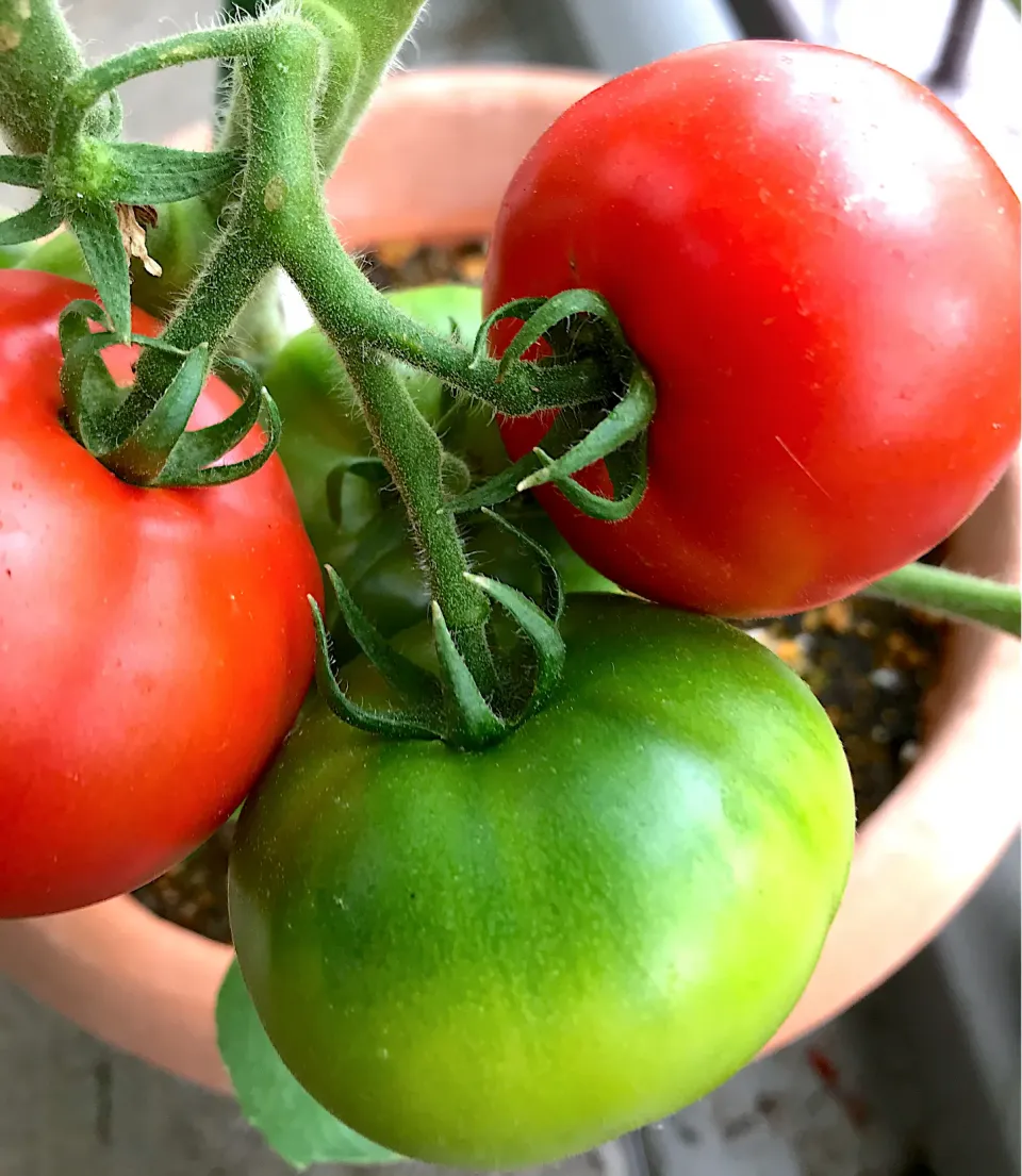 Snapdishの料理写真:ベランダ菜園　トマト🍅|シュトママさん