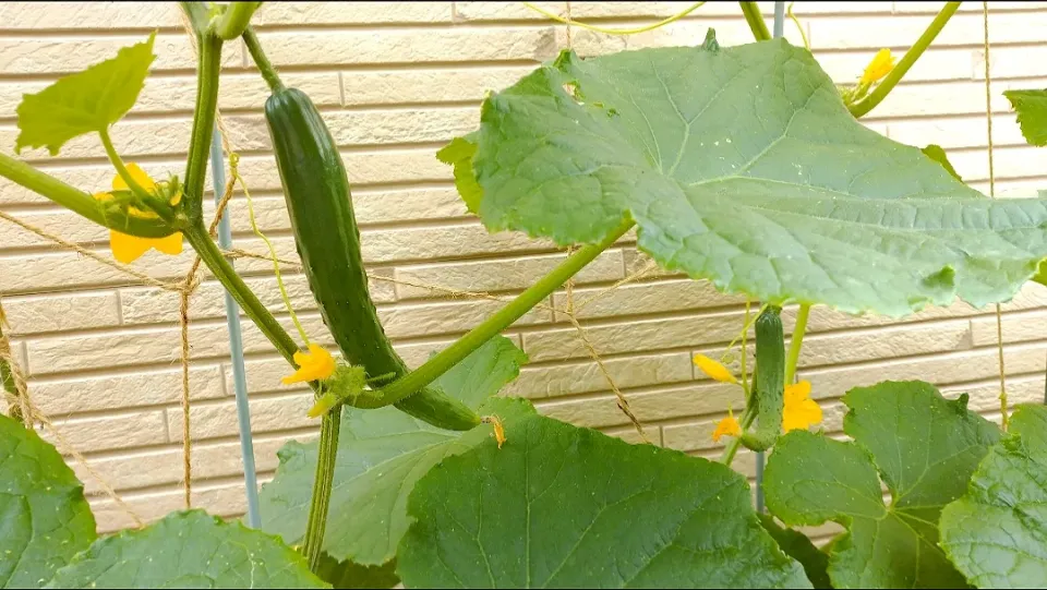 家庭菜園４年目
キュウリ🥒を初収穫|卯月さん