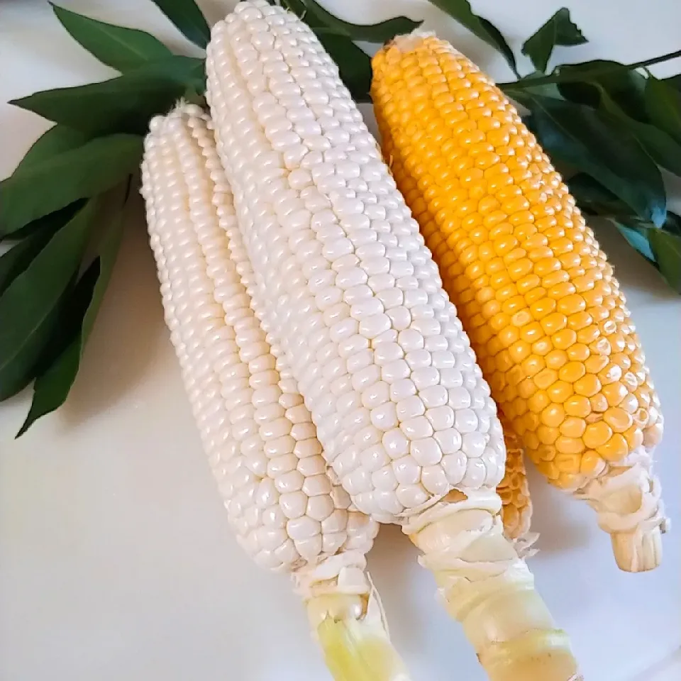 Snapdishの料理写真:白いとうもろこし🌽|ファンメイ🌺さん