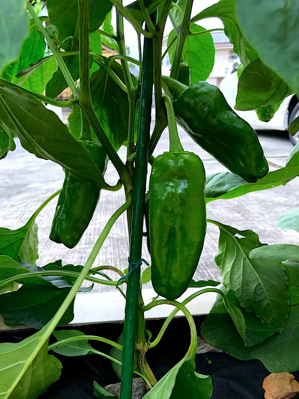 Snapdishの料理写真:Growing organic bell peppers@home 😊|Len(^_−)−☆さん