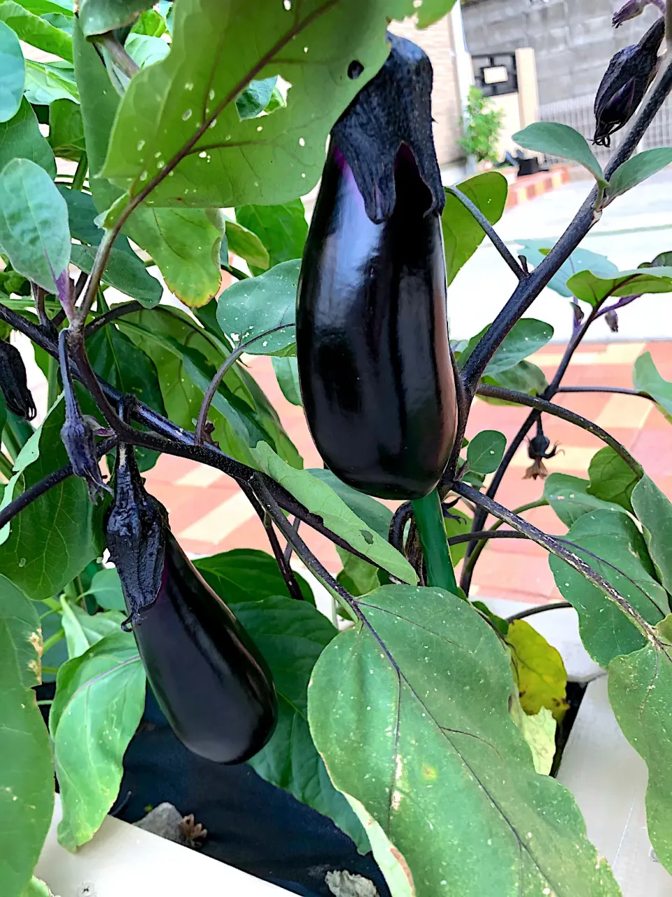 Snapdishの料理写真:Growing organic eggplants 🍆 😊|Len(^_−)−☆さん