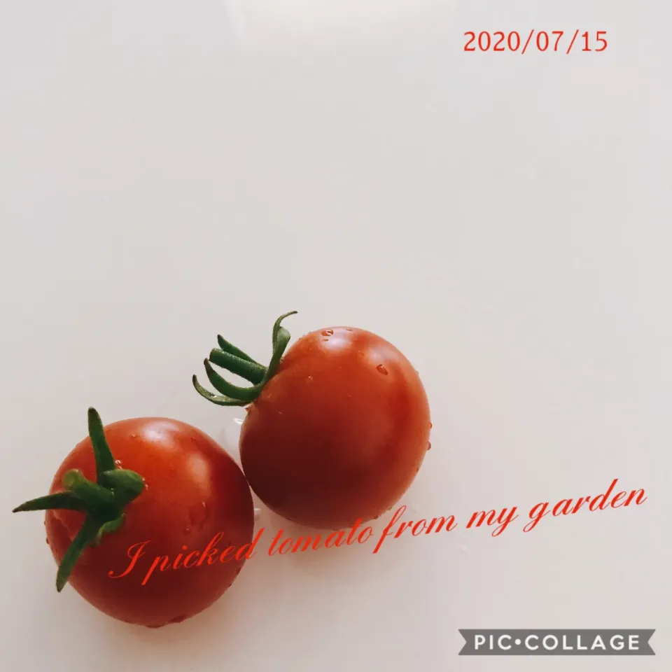 #My garden#cherry tomato|みすてりあすゆっこさん