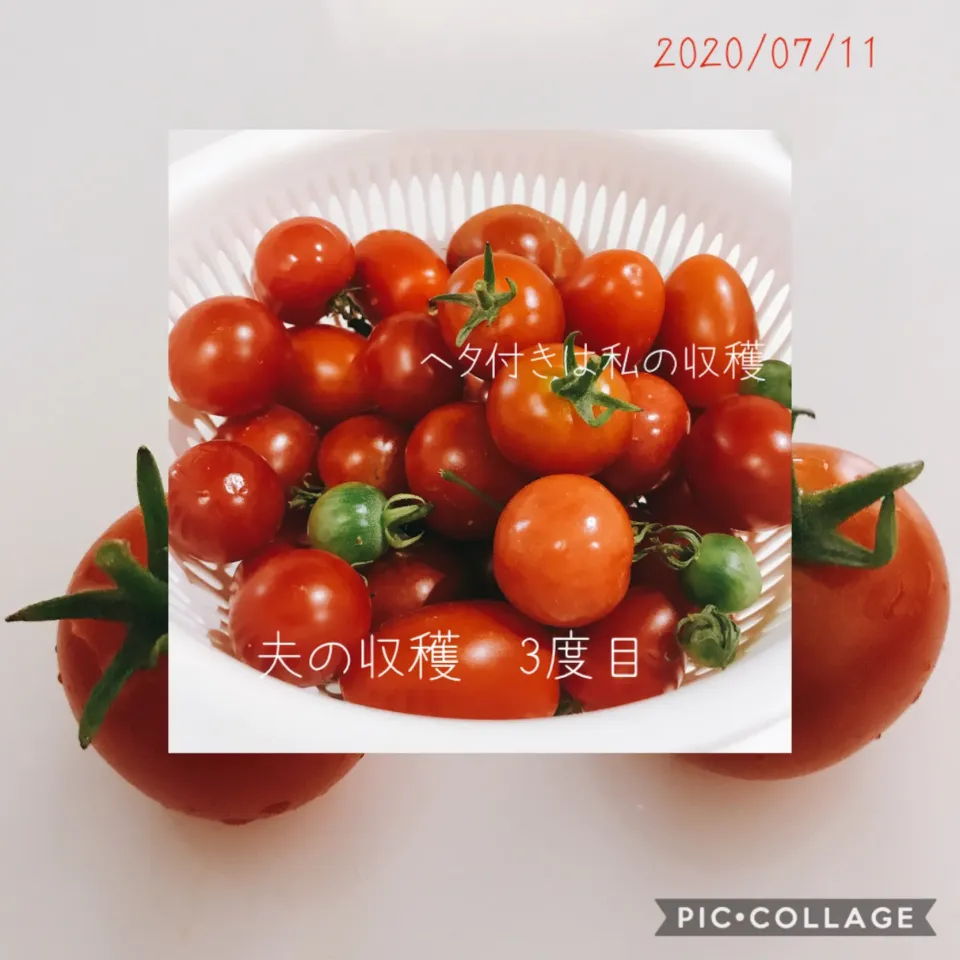 #ミニトマト#アイコ#cherry tomato#plum tomato|みすてりあすゆっこさん