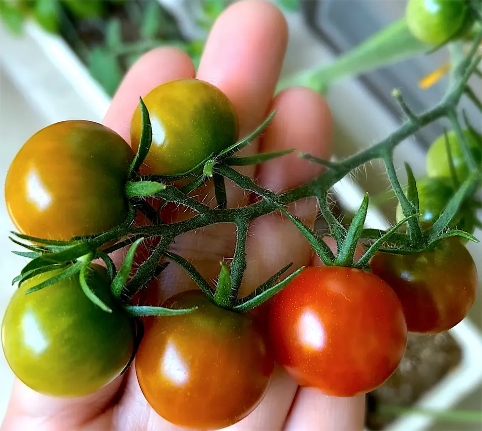 Snapdishの料理写真:我が家のミニトマト🍅赤くなってきたぁー😍🙌♥️|ナナさん