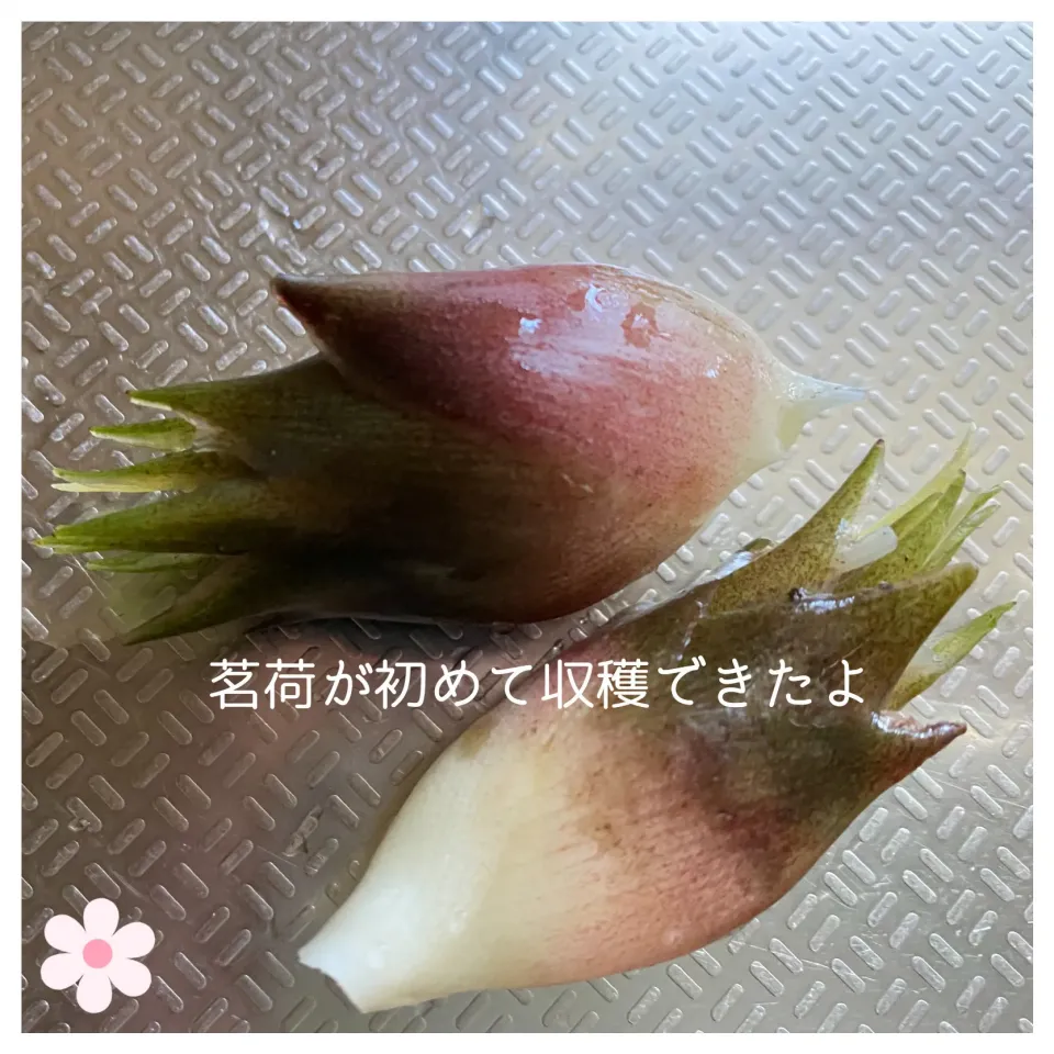 初めて収穫できた茗荷💕|いのっちさん