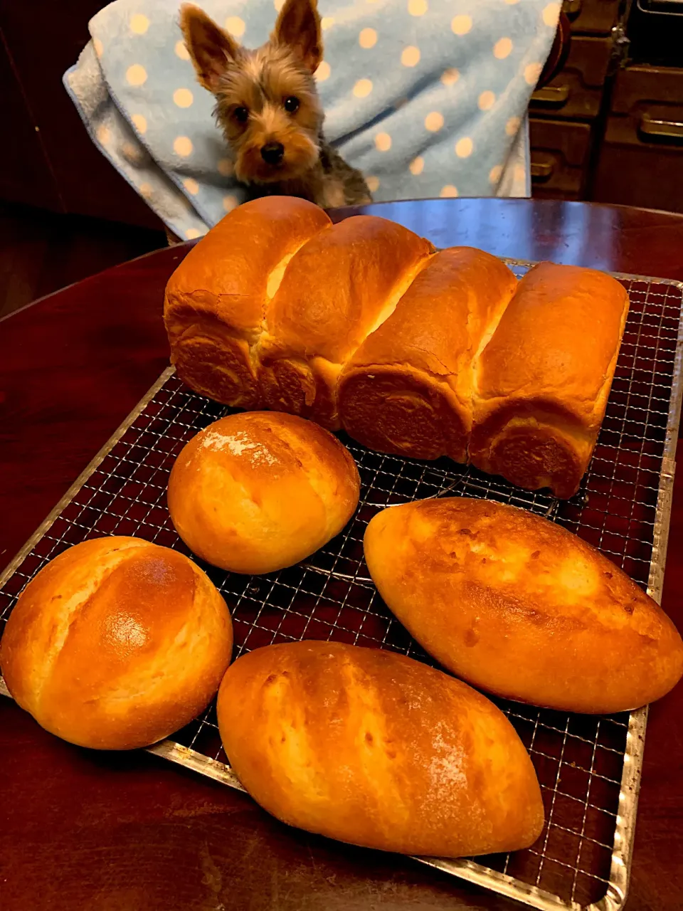 Snapdishの料理写真:ミニ食パンとフランスパン|Nozominさん