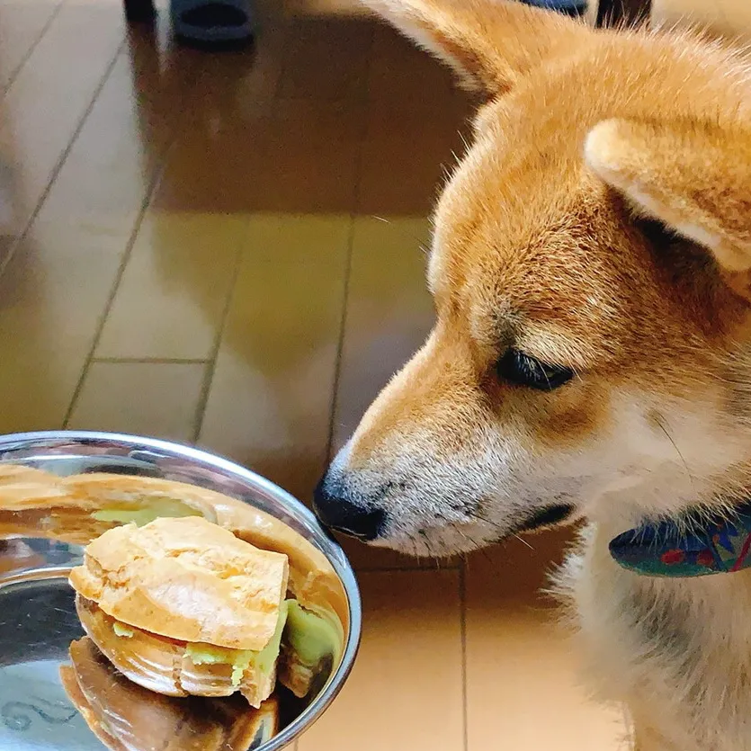 Snapdishの料理写真:犬OKなパリブレスト|あーるさん