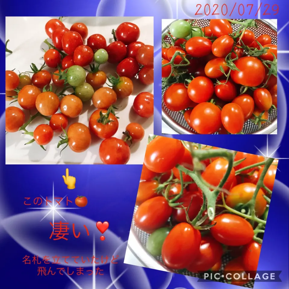 #左上のトマト🍅#名前が分からない#まるでさくらんぼ🍒のよう#チェリートマト（仮名）の正式名をご存知の方ご一報を❣️#触感も食感も糖度もさくらんぼ🍒トマト🍅|みすてりあすゆっこさん