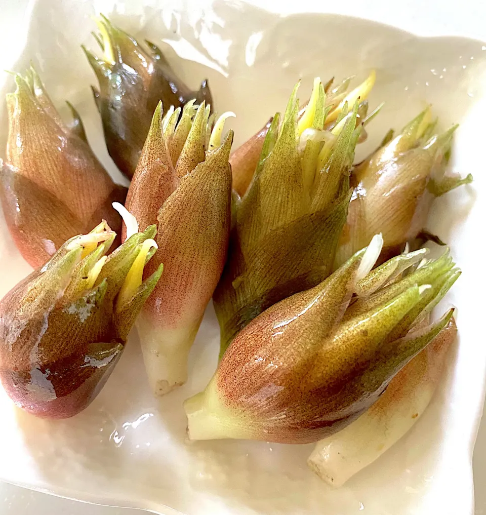 朝獲れみょうが|みうのすけさん