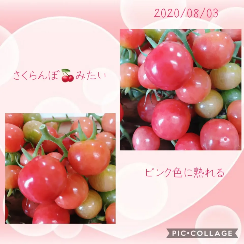 #さくらんぼ🍒のようなトマト🍅#指にピタッ！と吸い付く触感#ピンク色に熟れるトマト🍅#名も知らぬトマト🍅#凄くデリケートなトマト#直ぐにアリさんの餌食に💦|みすてりあすゆっこさん