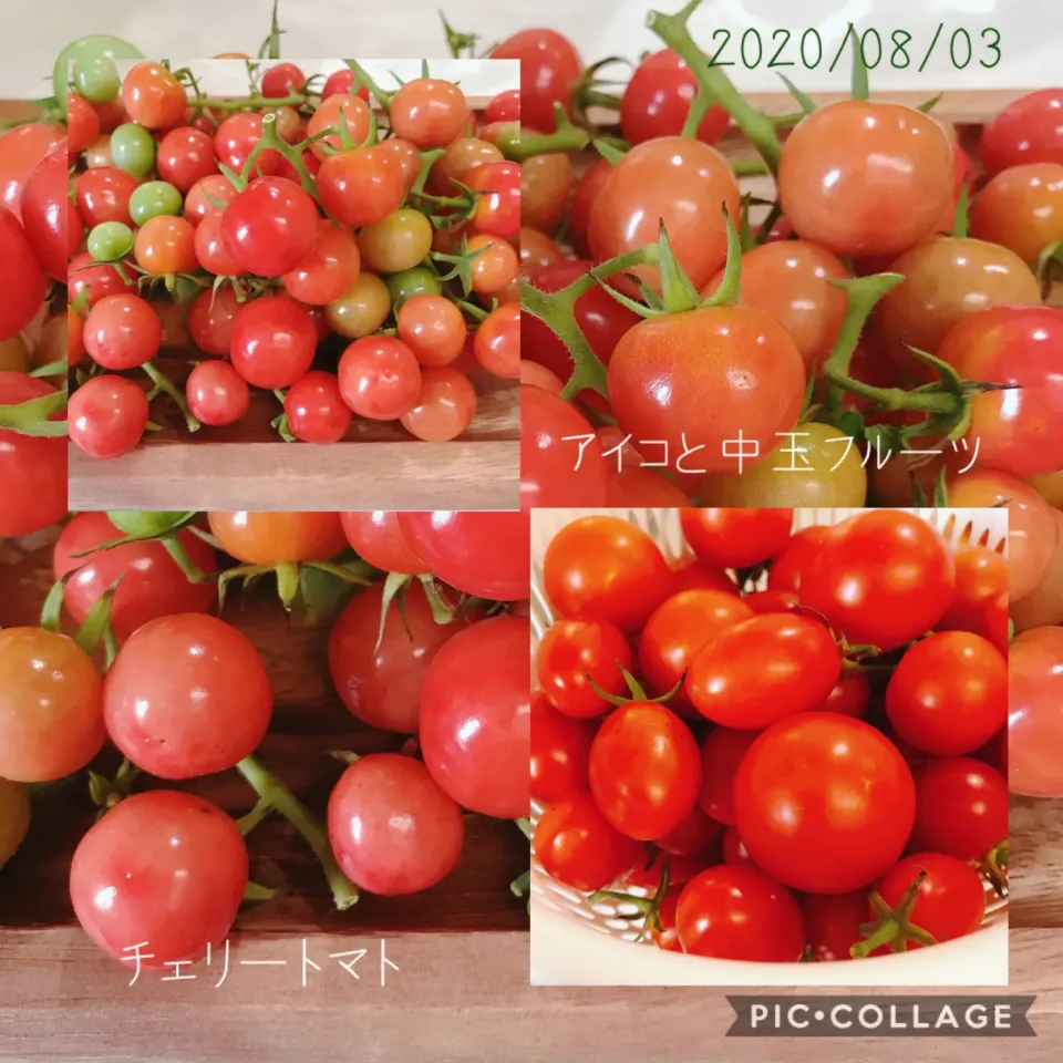 #本日の収穫#デリケートなトマト#アイコ🍅#中玉フルーツ🍅|みすてりあすゆっこさん