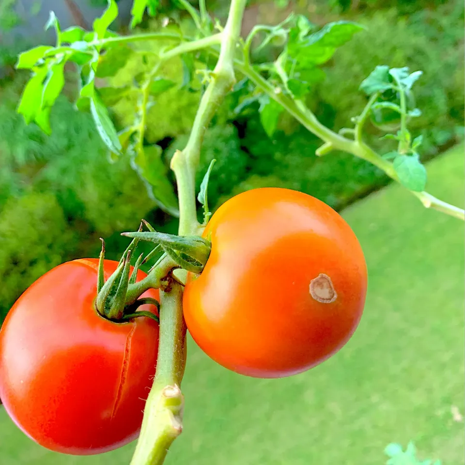 おはよ💕トマト🍅今日が食べごろ|シュトママさん