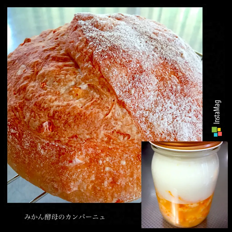 Snapdishの料理写真:みかん酵母のカンパーニュ🍊|じゅごんさん