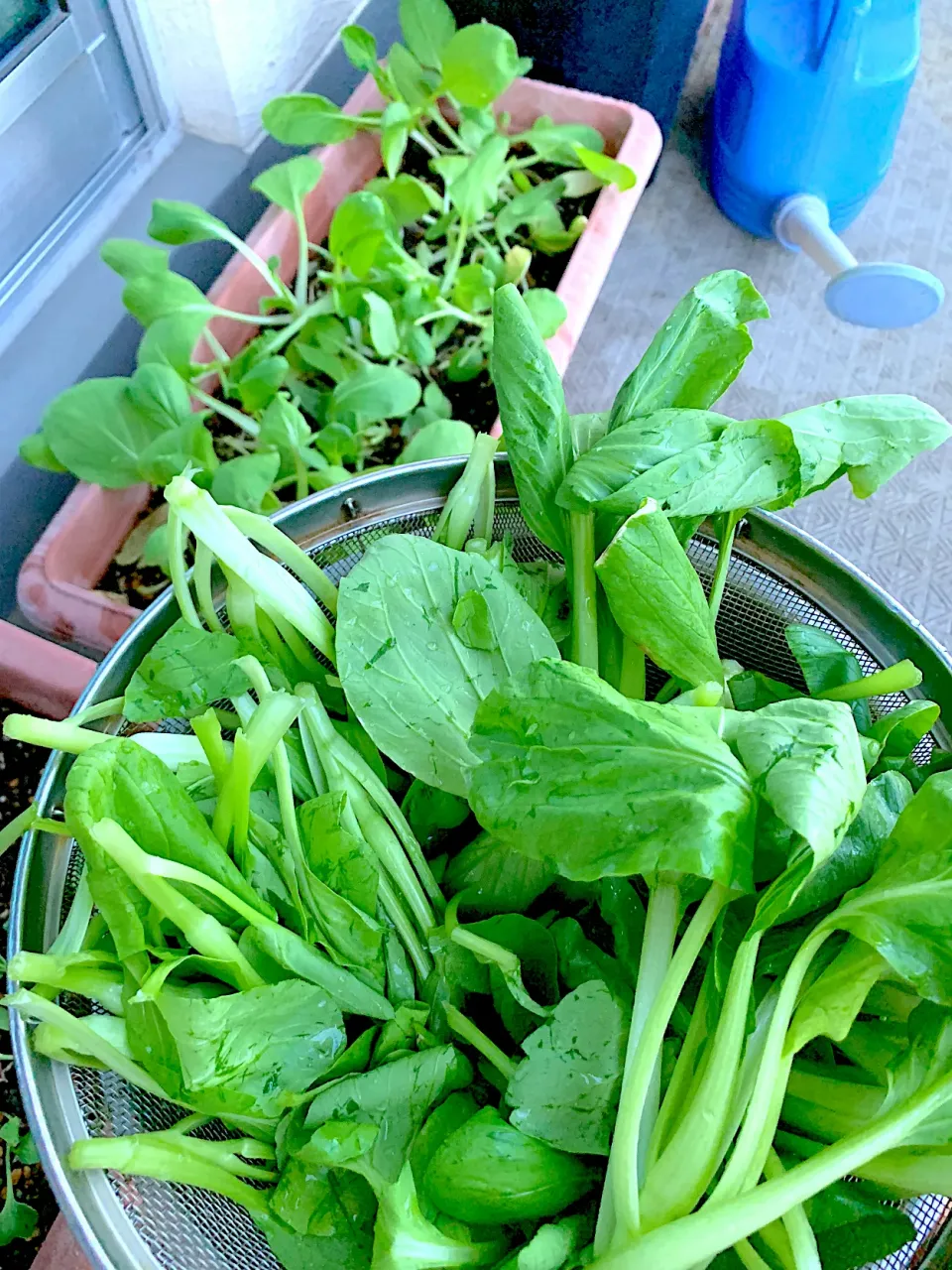 ベランダ 青梗菜の収穫|シュトママさん