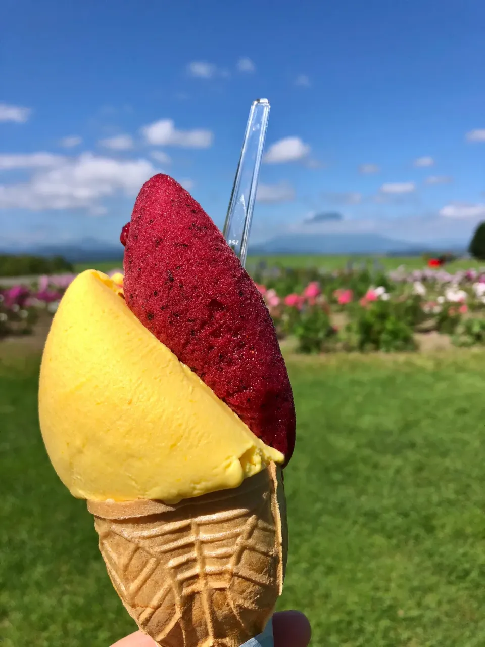 Snapdishの料理写真:北海道洞爺湖の「レイクヒルファーム」カボチャとブルーベリーのジェラート🍦|Happy suzumeさん