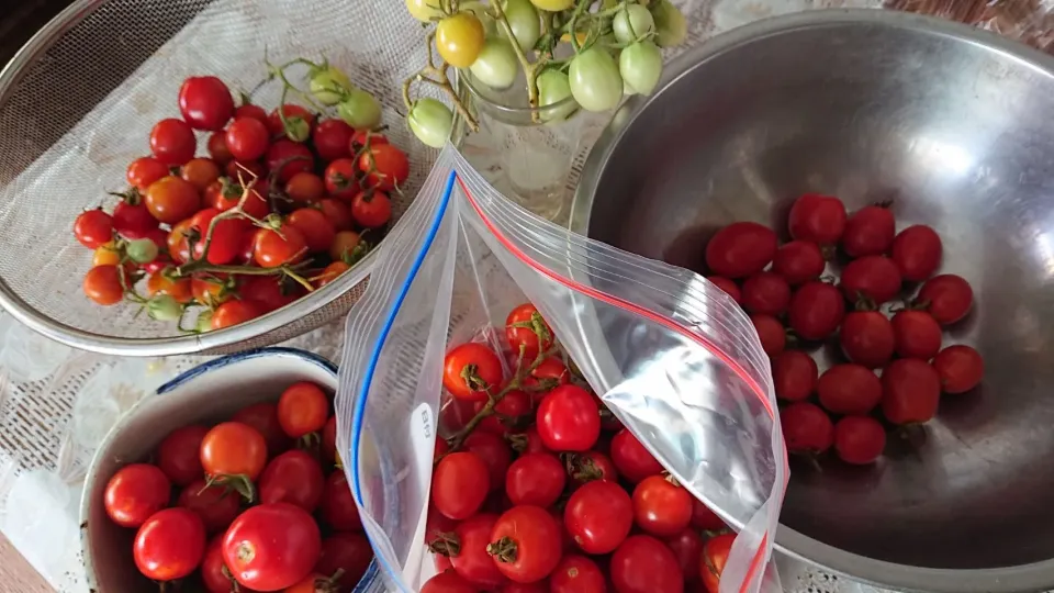 もろた〰️もろた〰️🎵ミニトマト〰️🍅|ちかっちさん