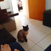 Bom dia do Gato Raul.|José Antônio De Carvalhoさん