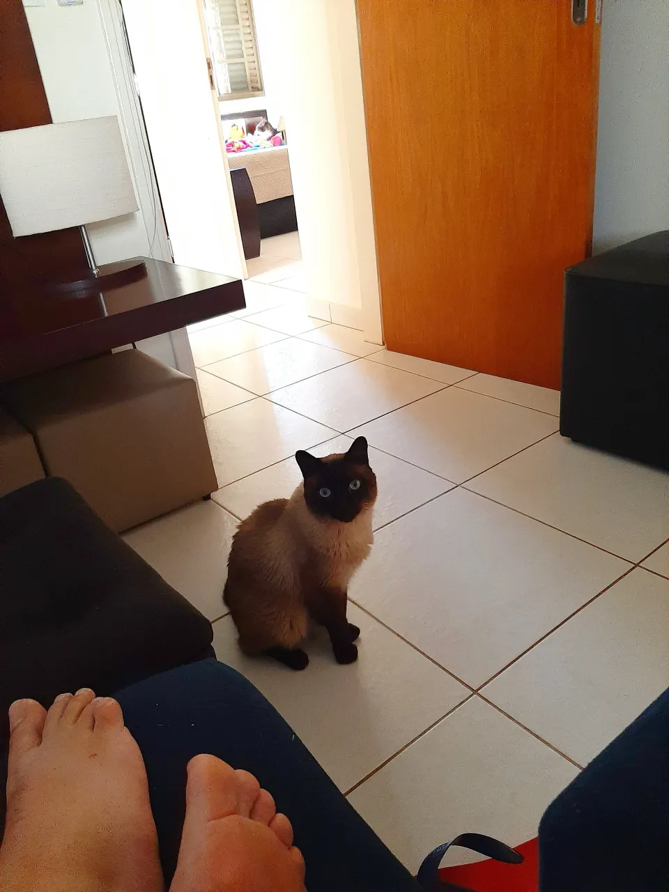 Bom dia do Gato Raul.|José Antônio De Carvalhoさん