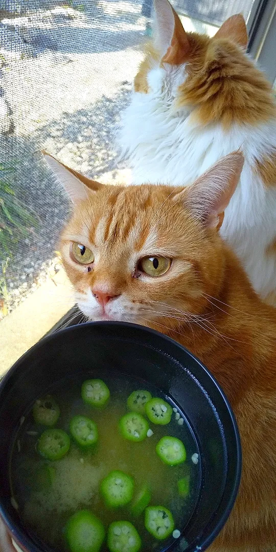 夏バテ防止にオクラの味噌汁|さくらんぼさん