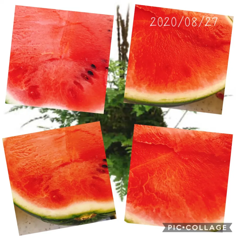 #夫のおみやげ#スイカ🍉#カットしてみた#最高の熟れ具合#冷蔵庫整理#キンキンに美味しく冷えてね|みすてりあすゆっこさん