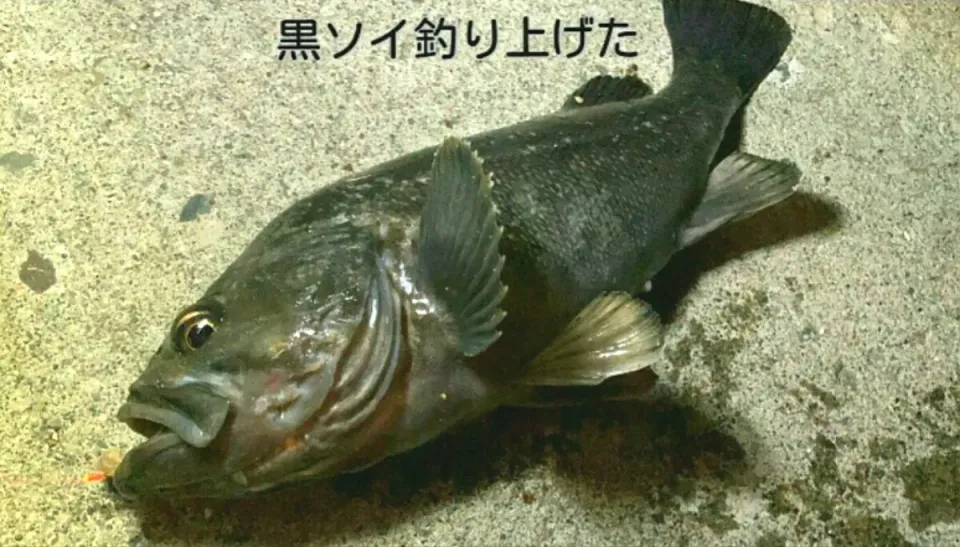 Snapdishの料理写真:✧夏休みの思い出✧
しべつ海の公園キャンプ場で
釣り上げた魚(゜)))<<
その場で煮付けにしました|🌻ako ·͜·♡peco🌻さん