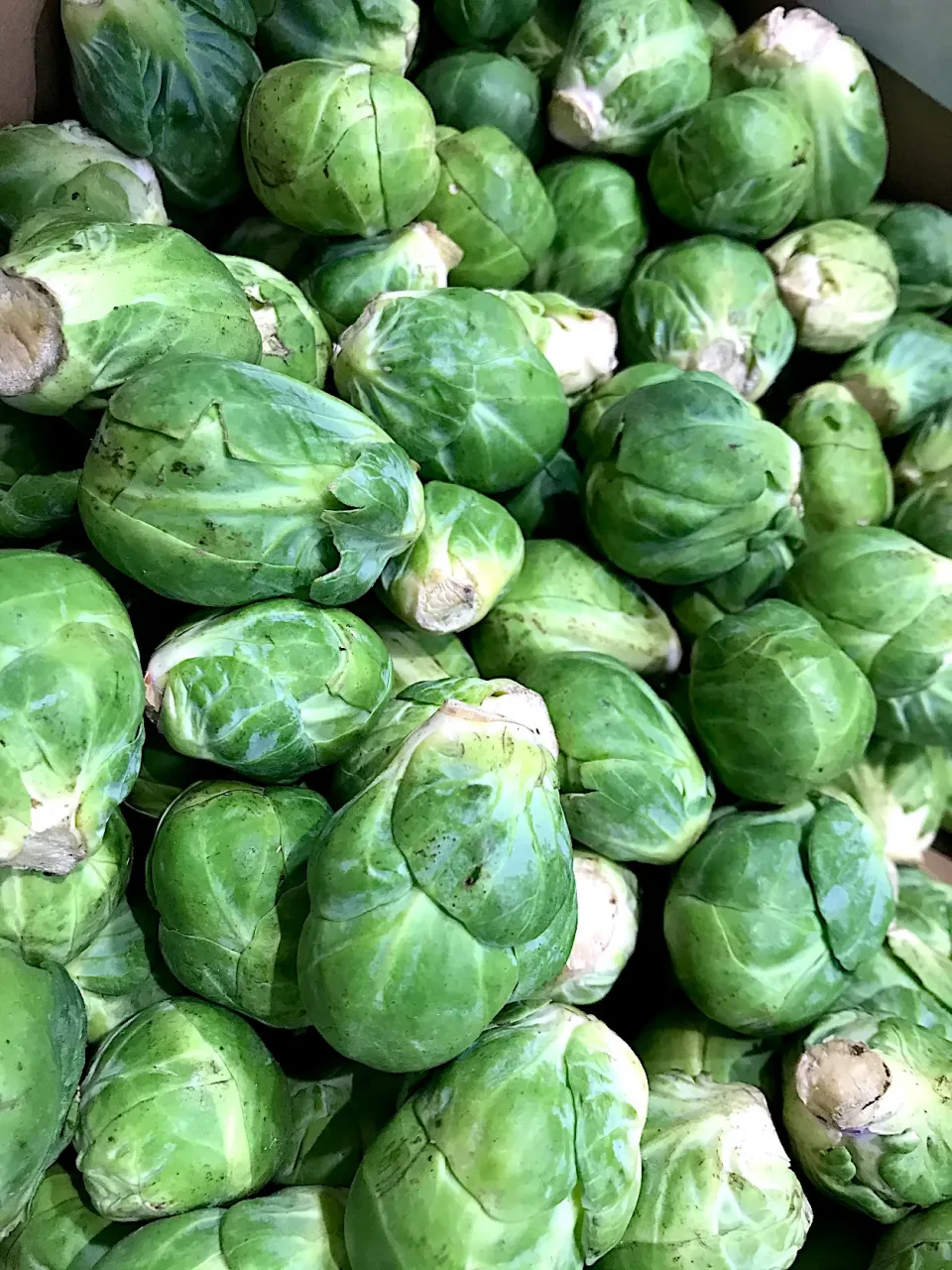 brussels sprouts|hweeyhさん