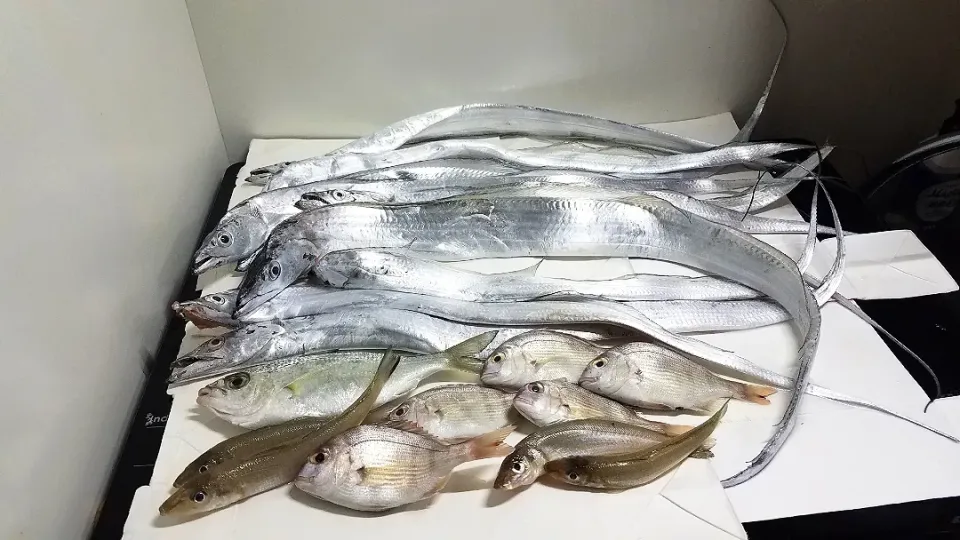 太刀魚１１匹捕獲🎣|masaki .fさん