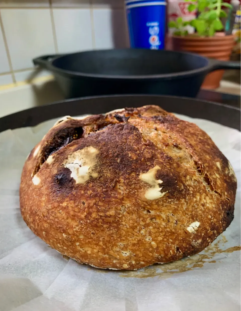 Black Mission Fig and Toasted Anise   Seed Sourdough Bread (pic 1)|gonbenさん